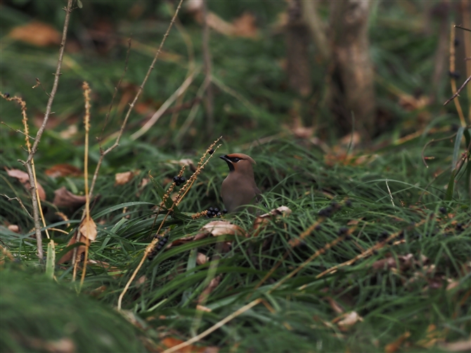 qWN,Japanese Waxwing